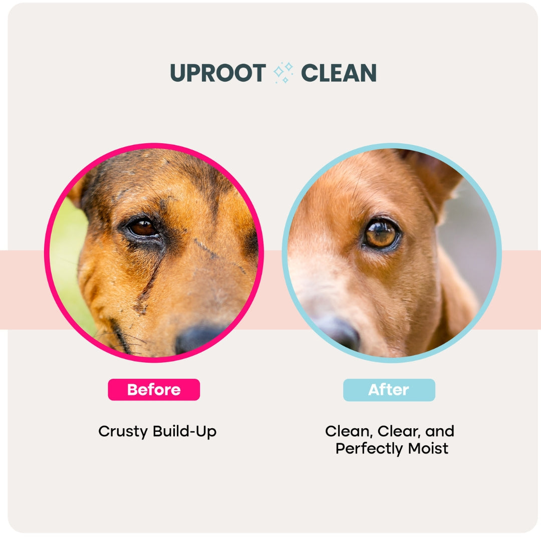 Uproot Head-to-Tail Wipe Set